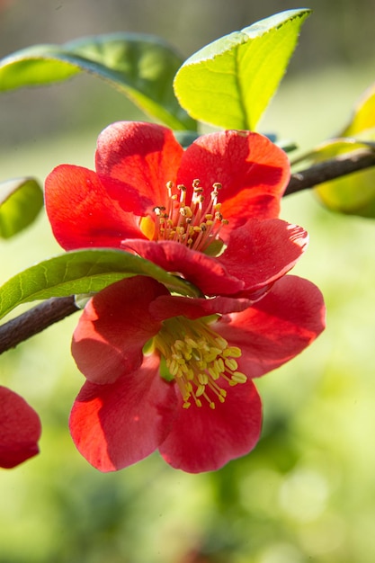 Flor vermelha da primavera Ramo florescente com flores vermelhas