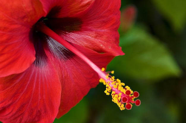 Flor vermelha de hibisco e folha verde