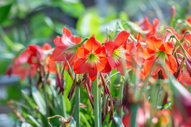 Flor vermelha de Hippeastrum ou flores vermelhas de Amaryllis