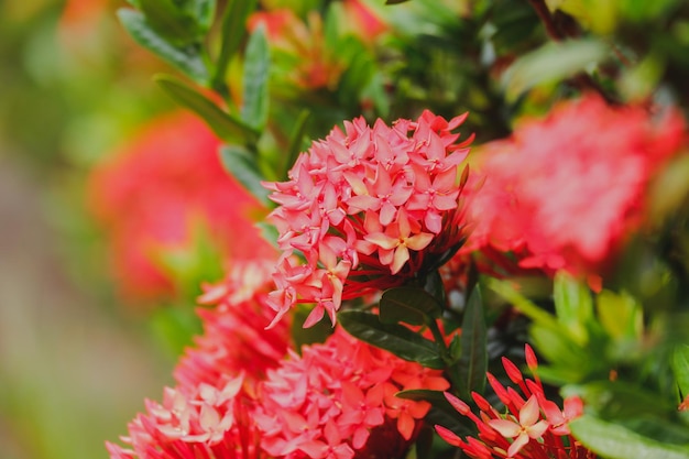 flor vermelha de Ixora chinensis Lamk