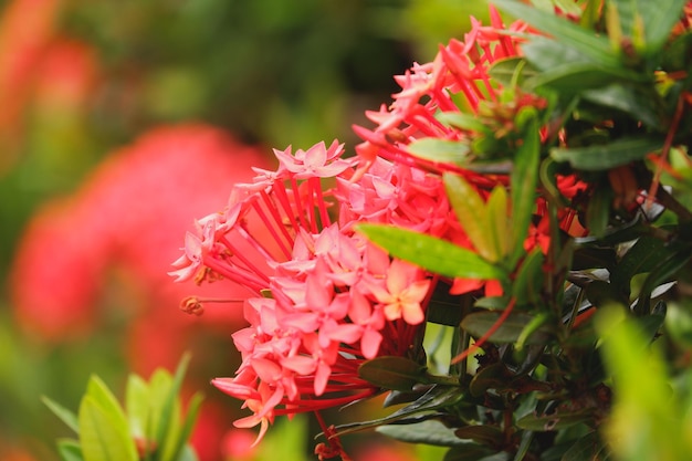 flor vermelha de Ixora chinensis Lamk