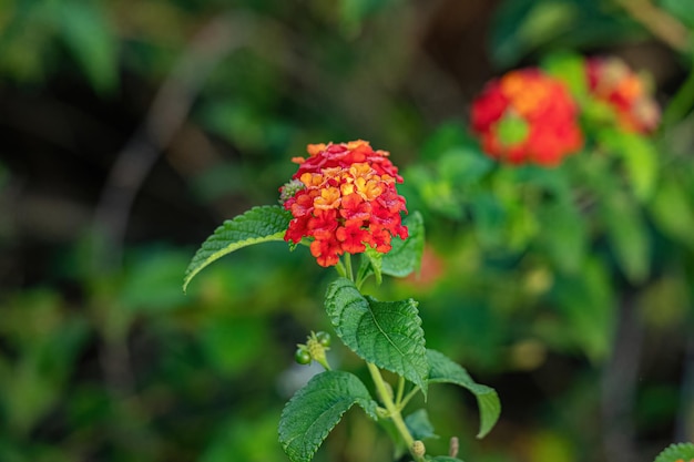 Flor Vermelha de Lantana Comum