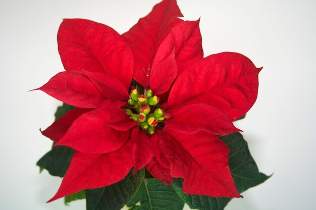 Foto flor vermelha de natal isolada no branco