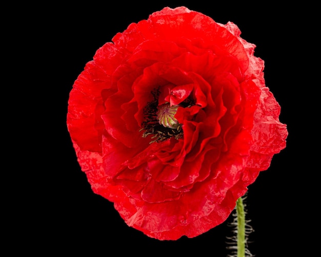 Flor vermelha de papoula lat Papaver isolada em fundo preto