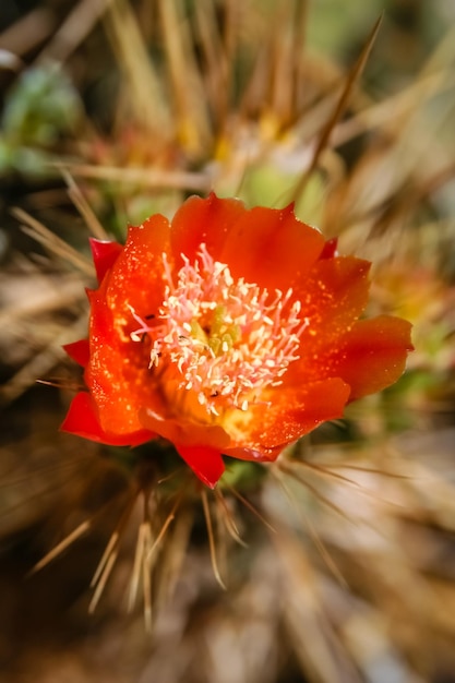 Foto flor vermelha de um cacto florescendo