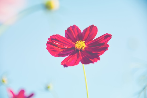 Flor vermelha do cosmos no jardim com o céu no fundo.