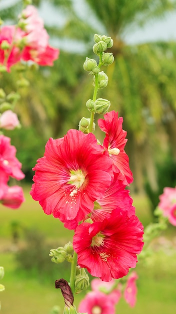 Flor vermelha dos hollyhocks em um jardim.