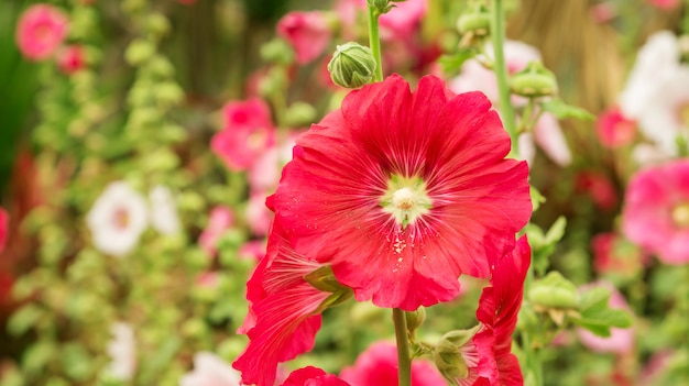 Flor vermelha dos Hollyhocks em um jardim.