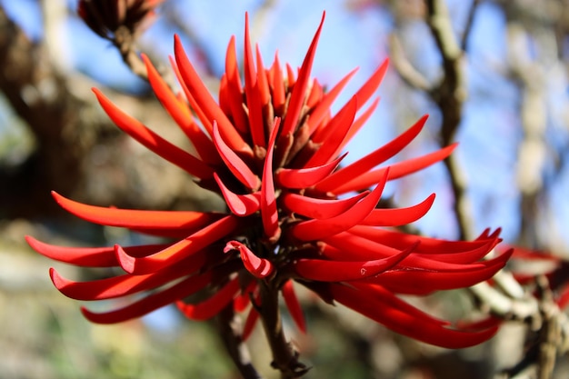 flor vermelha e amarela no campo