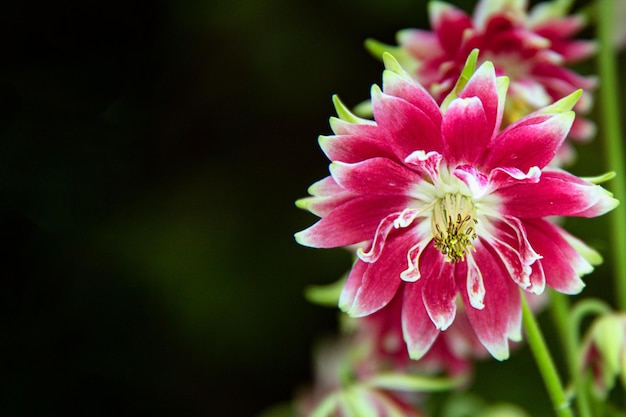 Flor vermelha e branca brilhante em um fundo escuro