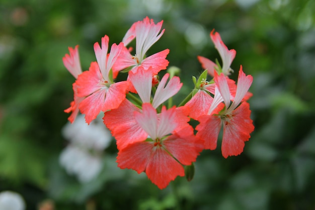 Flor vermelha e branca para o fundo