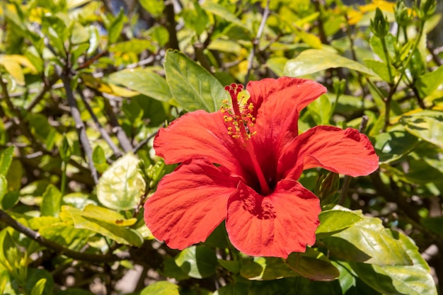 Foto flor vermelha em um arbusto fechado