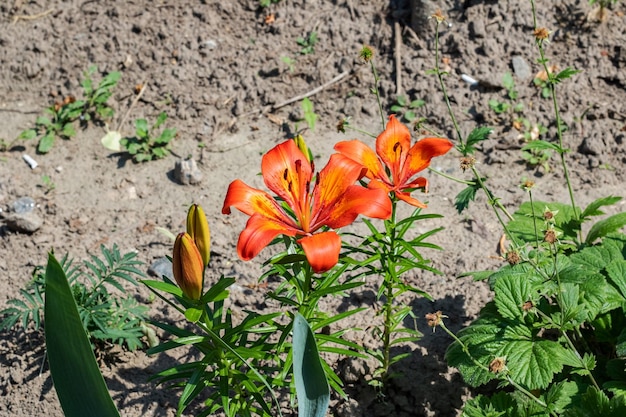 Flor vermelha em um galho com folhas de perto