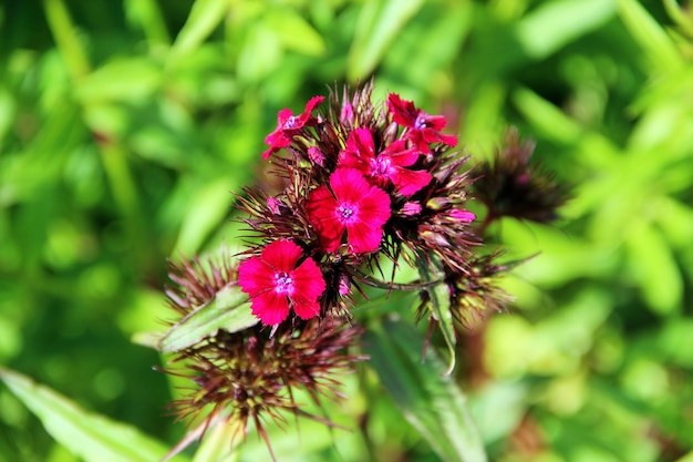 Flor vermelha escura cravo turco em um fundo de folhas verdes