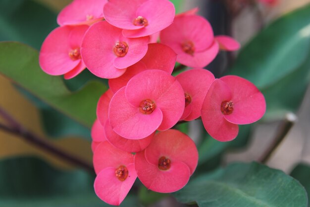 Flor vermelha, euphorbia milii