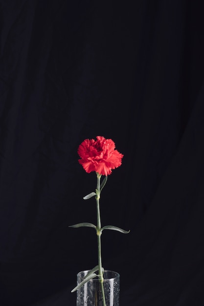 Foto flor vermelha fresca em vaso