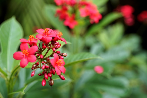 Flor vermelha Jatropha integrrima Jacq no jardim