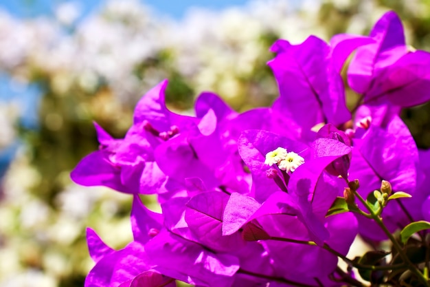 Flor Vermelha no jardim de Chiangmai Tailândia