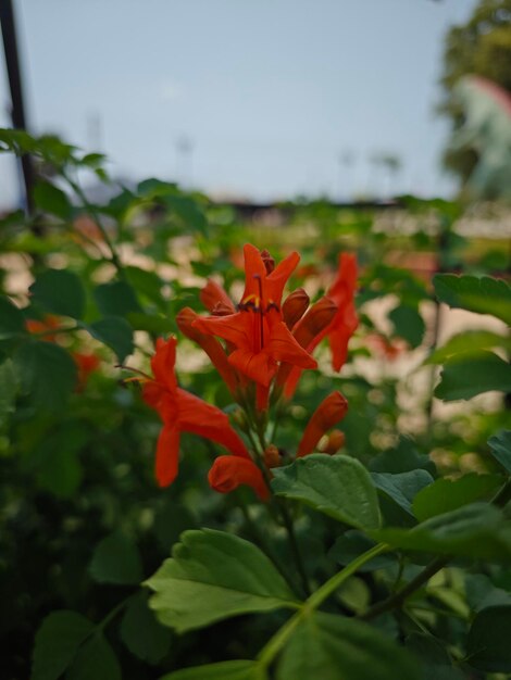 Foto flor vermelha no jardim verde