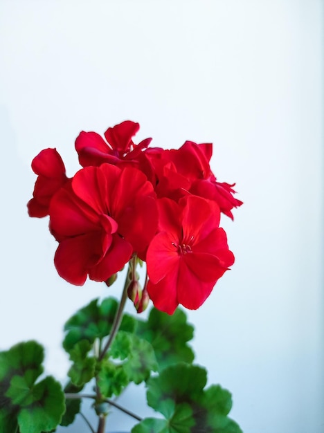 Flor Vermelha Pelargonium de perto