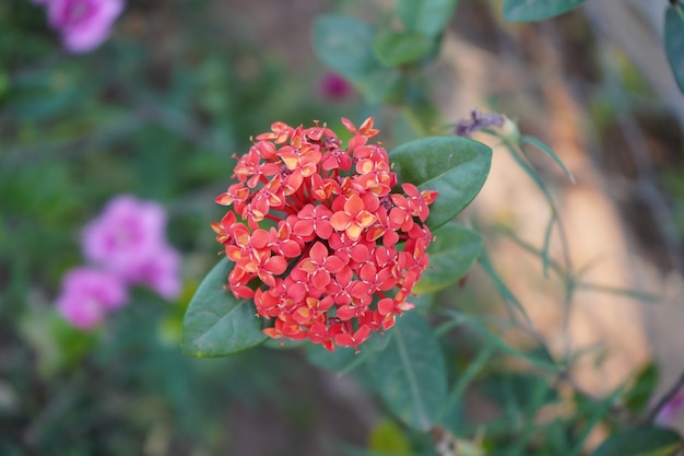 flor vermelha plantada no jardim