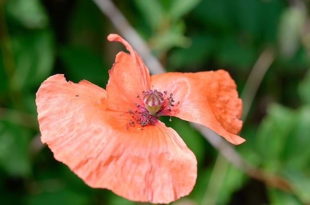 flor vermelha que murcha