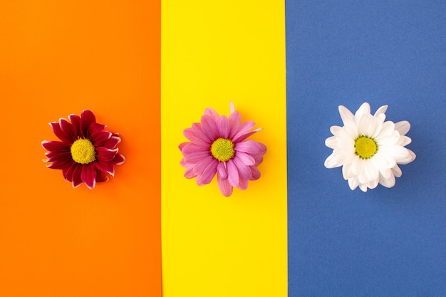 Flor vermelha, rosa e branca, disposta horizontalmente em fundo amarelo, azul e laranja brilhante. conceito de flatlay mínimo