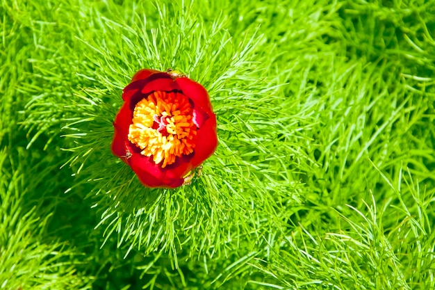 Flor vermelha sobre fundo verde