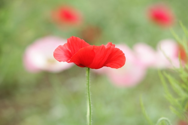 flor vermelha única