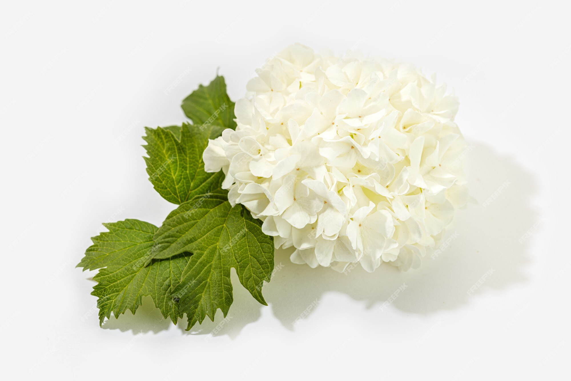 Flor de viburnum bola de nieve chino aislado en blanco | Foto Premium Flor de viburnum bola de nieve chino aislado en blanco | Foto Premium