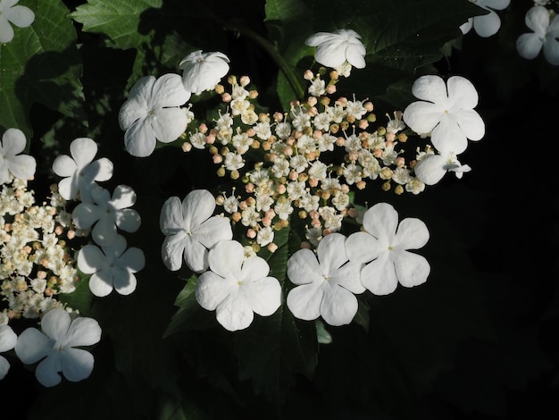 flor de viburnum