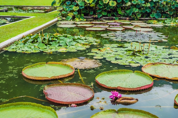 Flor de la Victoria Amazónica, o Victoria Regia, la planta acuática más grande del mundo en la Selva Amazónica en Perú