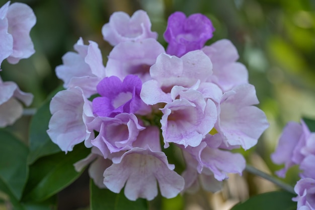 Flor de vid de ajo o Mansoa alliacea que florece en las ramas de los árboles en un fondo borroso