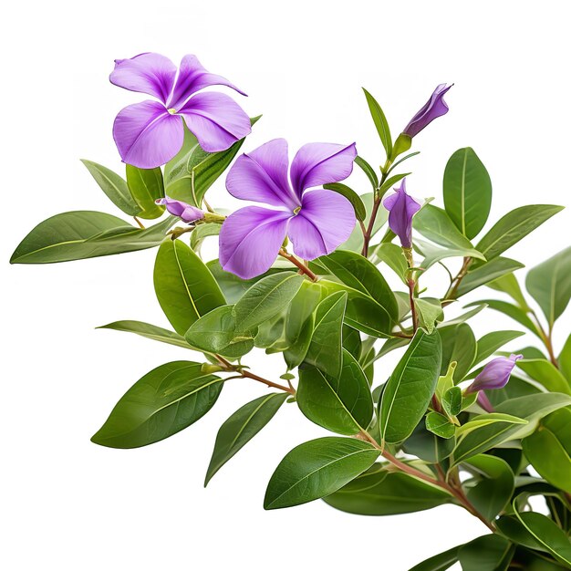 Flor de vinca aislada sobre un fondo blanco