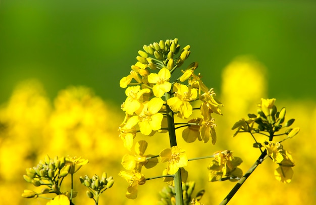 Flor de violación amarilla en el campo. Primavera