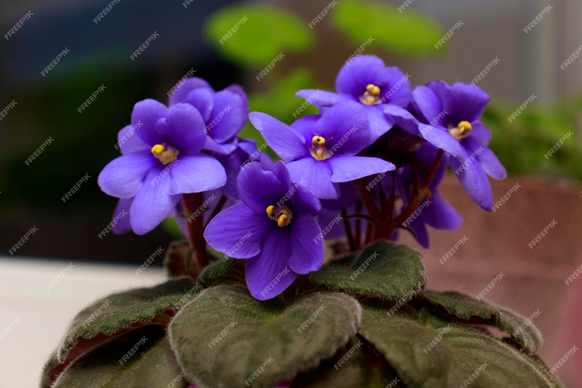 Flor violeta africana de cor roxa azul profundo florescendo saintpaulia no  peitoril da janela. floração de saintpaulias. | Foto Premium