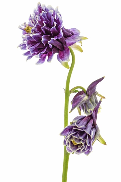 Flor violeta de aquilegia flor de captación closeup aislado sobre fondo blanco.