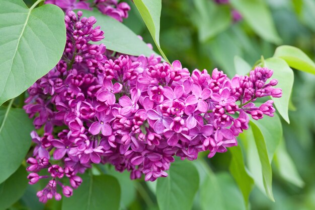 Flor violeta del árbol de lilas en spring park (primer plano)