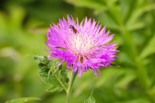 flor violeta aster