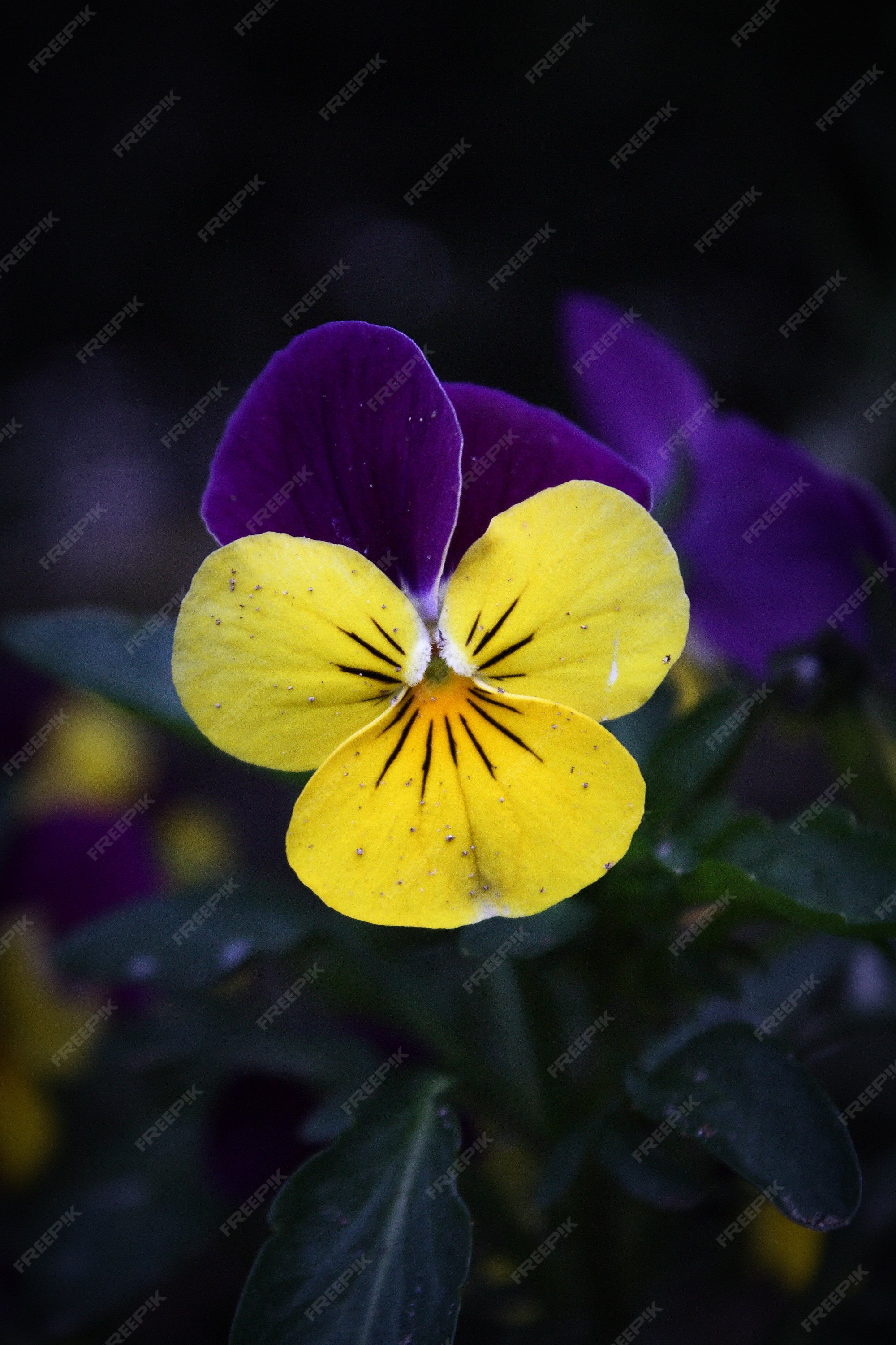 Flor violeta azul y amarilla entre otras flores | Foto Premium