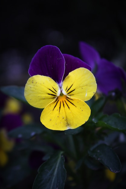 Flor violeta azul e amarela entre outras flores