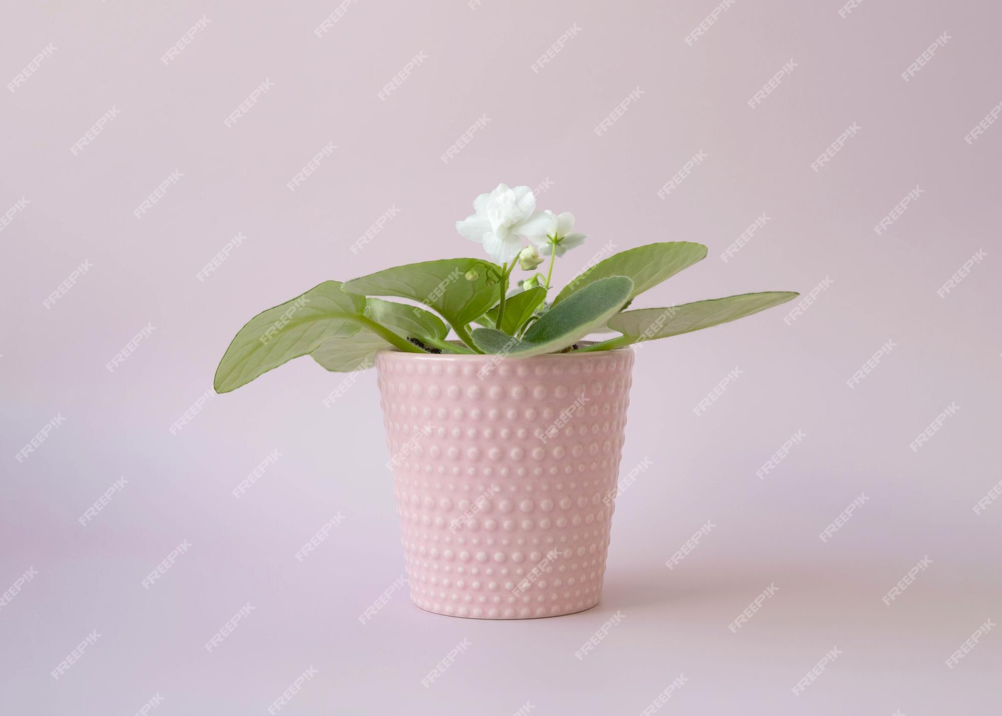 Flor violeta blanca en una olla rosa en una vista lateral de fondo rosa |  Foto Premium