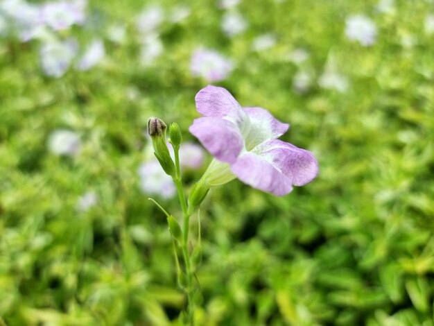 Flor violeta china o Asystasia gangetica en campo borroso en el jardín