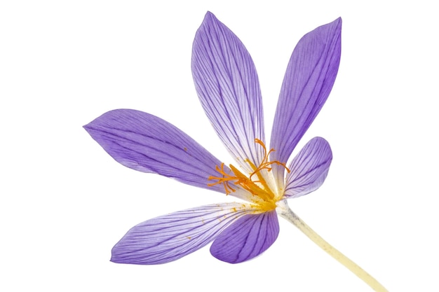 Flor violeta de Colchicum closeup aislado sobre fondo blanco.