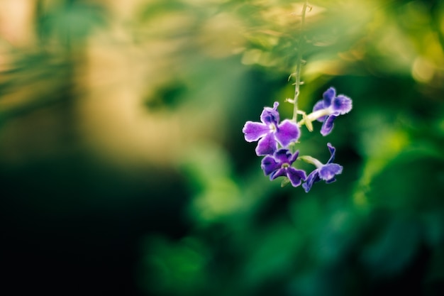 Foto flor violeta com fundo desfocado