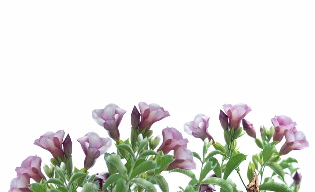 flor violeta com moldura de folha e canto