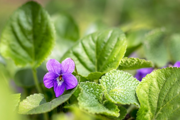 Flor violeta comum Viola Odorata em flor fechada em um fundo verde natural Primavera floral Fundo de Páscoa Foco seletivo