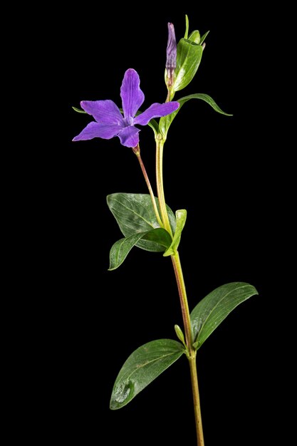 Flor violeta da pervinca lat Vinca isolada no fundo preto