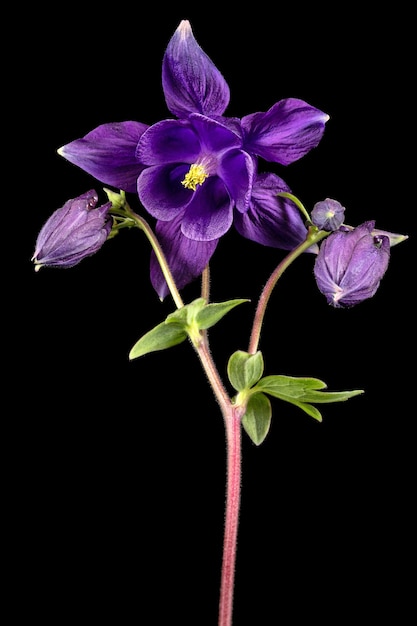Flor violeta de aquilegia flor de bacia hidrográfica isolada em fundo preto