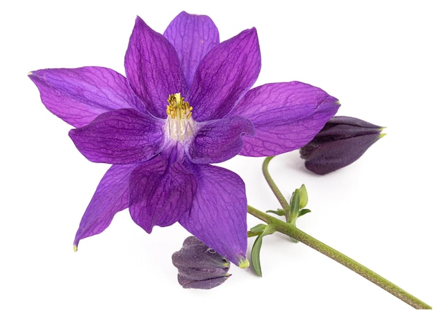 Flor violeta de aquilegia flor de captação fechada isolada em fundo branco
